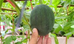 最近好多瓜吃,近期热点事件大盘点