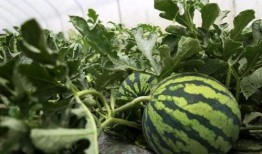 德兴上海路吃瓜