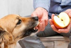 好奇吃瓜狗狗图片,萌态十足，网友直呼可爱爆表！