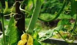 皇帝地里吃瓜,一场意外的宫廷趣事