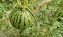 德兴上海路吃瓜