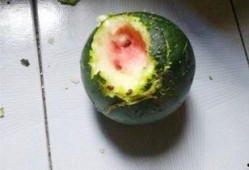 吃瓜1号位,网络红人的崛起与影响力