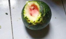 吃瓜1号位,网络红人的崛起与影响力