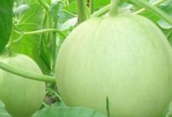 爱瓜孕妇可以吃吗,安全与营养两不误