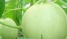 爱瓜孕妇可以吃吗,安全与营养两不误