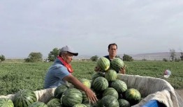 曹县吃瓜是什么梗