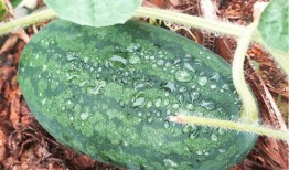 野外找瓜吃,揭秘如何轻松找到美味瓜果