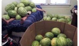 全国吃瓜大赛,瓜界盛宴，全民狂欢瞬间回顾