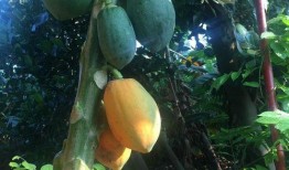 西户瓜怎样吃,解锁美味新体验