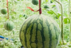 不被吃的瓜,探寻生活中的隐藏秘密