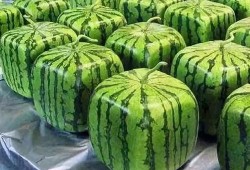 吃瓜 来历,揭秘网络热词背后的文化现象