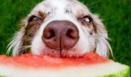 好奇吃瓜狗狗图片,萌态十足，网友直呼可爱爆表！