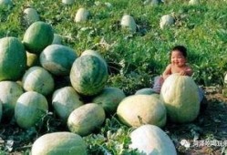 二顺吃瓜,揭秘娱乐圈背后的那些事儿