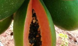 变黄老瓜怎么吃,变黄老瓜的多样食用攻略